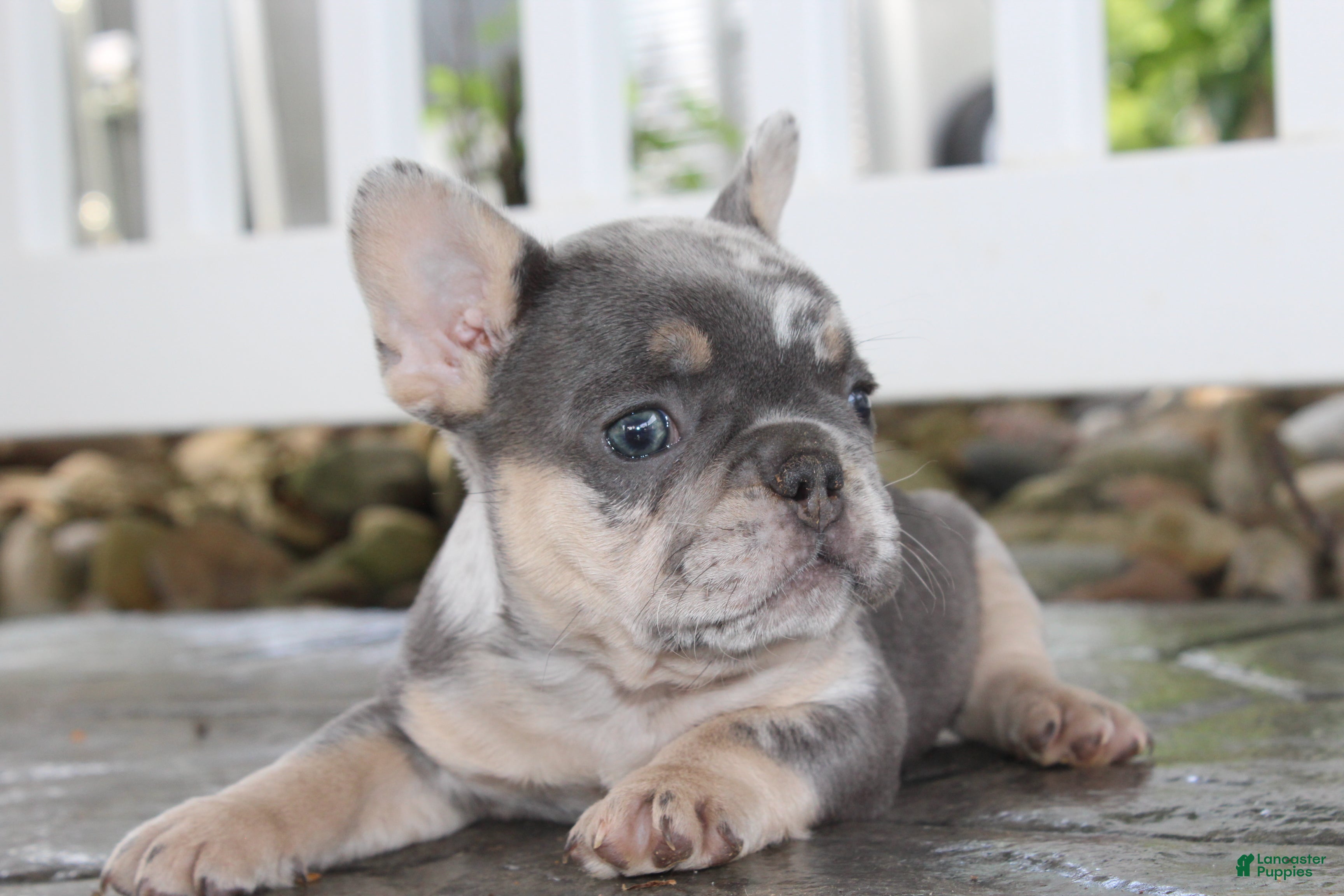 French Bulldog dogs for sale: AKC Bella - Ad 4