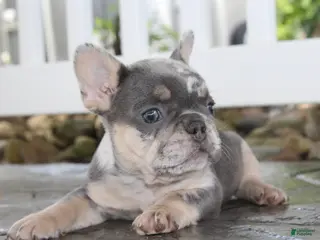 French Bulldog dogs for sale: AKC Bella - Ad 4