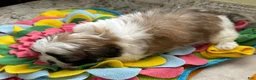 Shih Tzu dogs for sale: Nathalie  - Ad 2