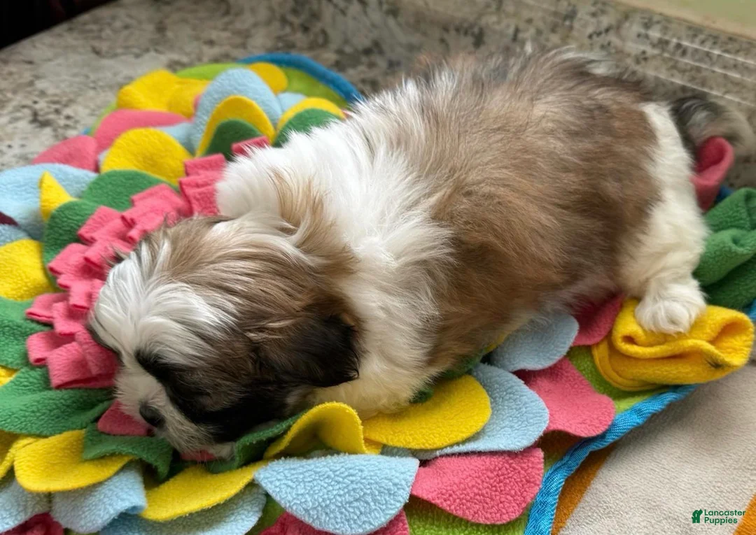 Shih Tzu dogs for sale: Nathalie  - Ad 2