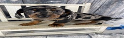 Miniature Dachshund dogs for sale: Clyde - Ad 1