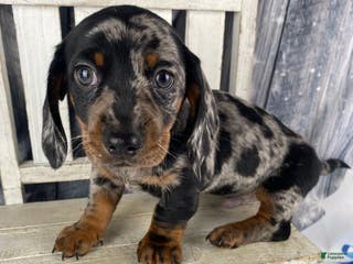 Miniature Dachshund dogs Clyde - Ad 23