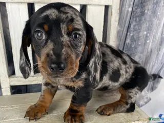 Miniature Dachshund dogs Clyde - Ad 25