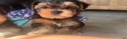 Yorkshire Terrier dogs for sale: Lulu - Ad 2