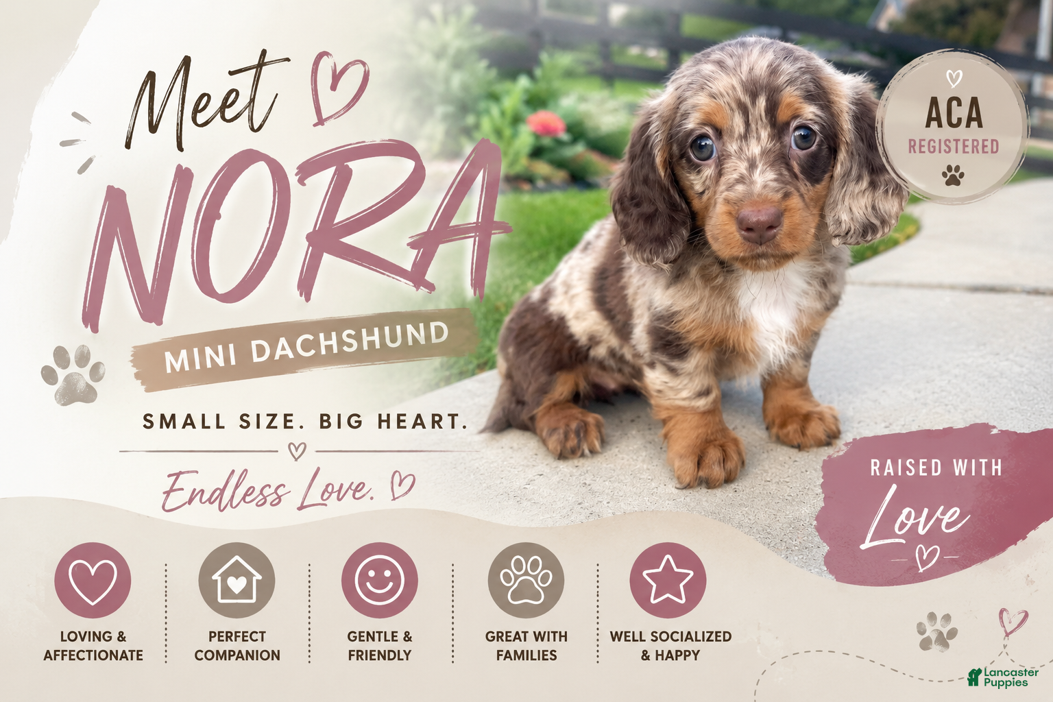 Miniature Dachshund dogs Nora - Ad 1