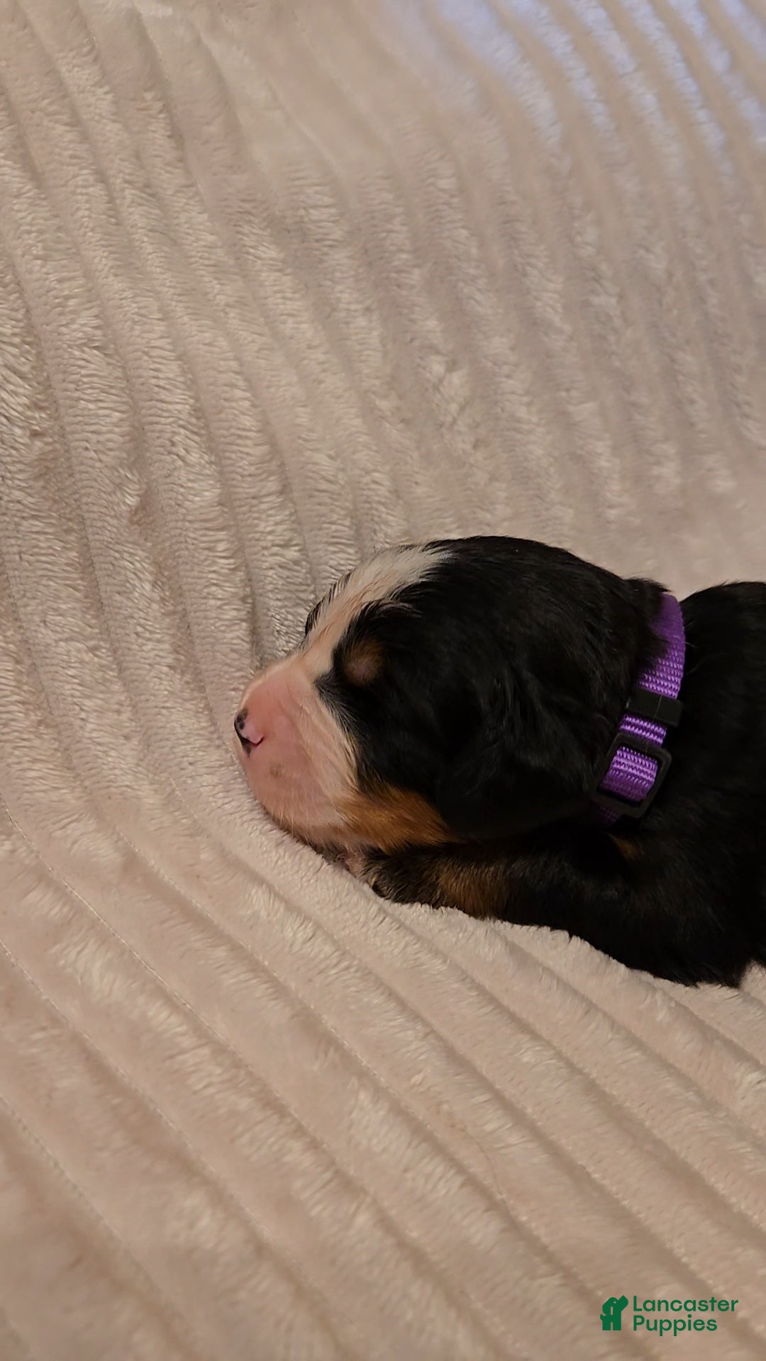 Bernese Mountain Dog dogs Bernese Mountain Dog 2 - Ad 21