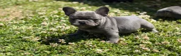 French Bulldog dogs for sale: French Bulldog Puppy 2 - Ad 2