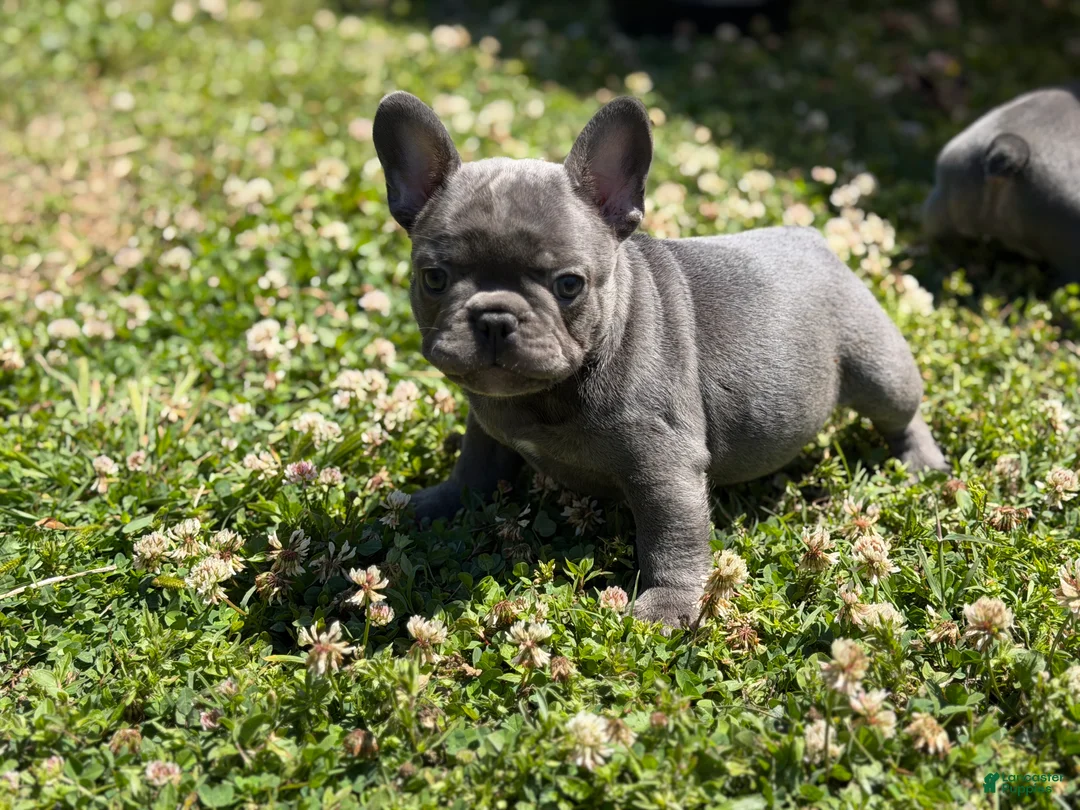 French Bulldog dogs for sale: French Bulldog Puppy 2 - Ad 2