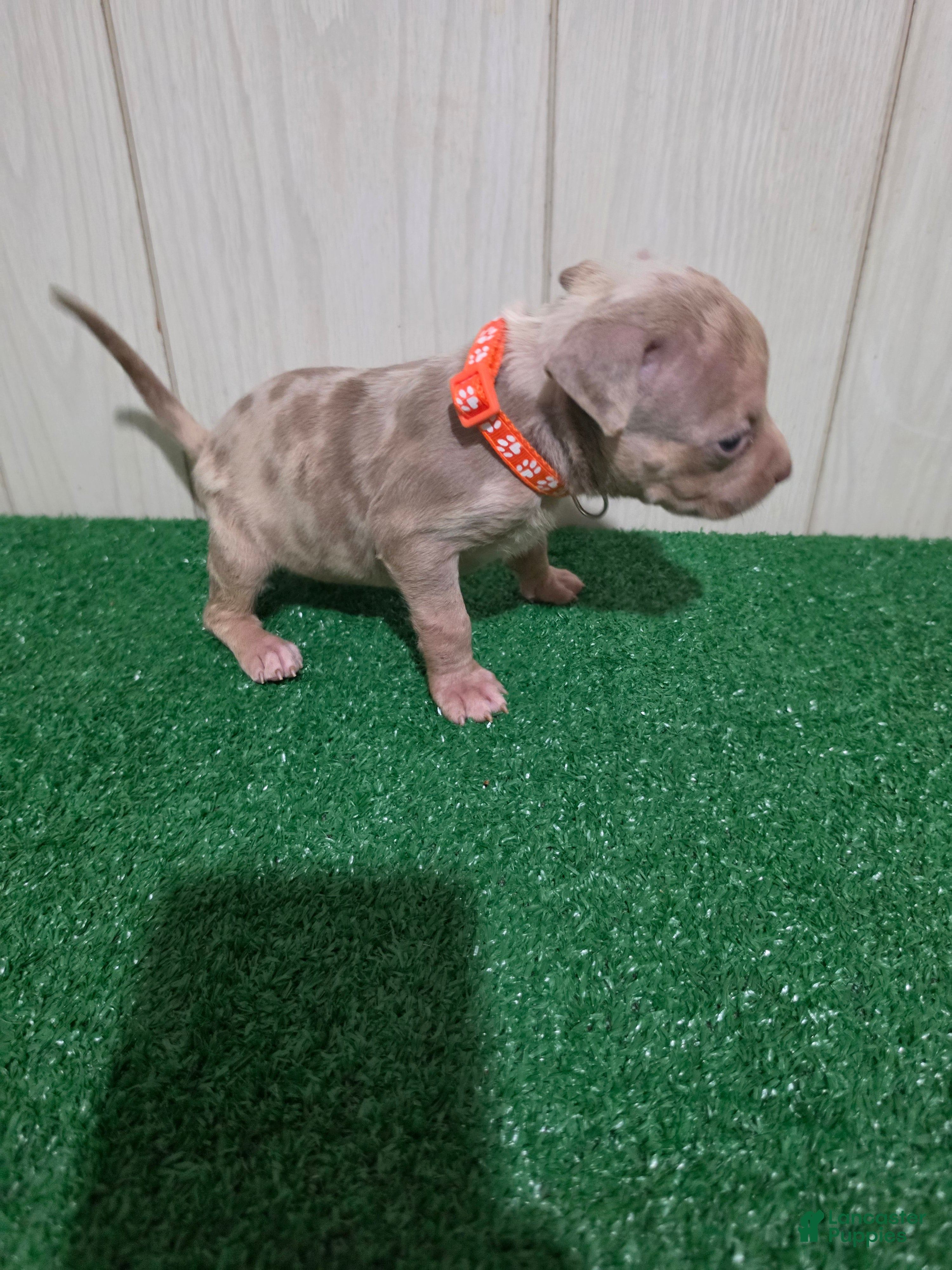 American Bully dogs for sale: American Bully XL Puppy 8 (Orange Collar) - Ad 5