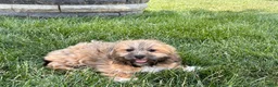 Lhasa Apso dogs for sale: Gloria - Ad 7