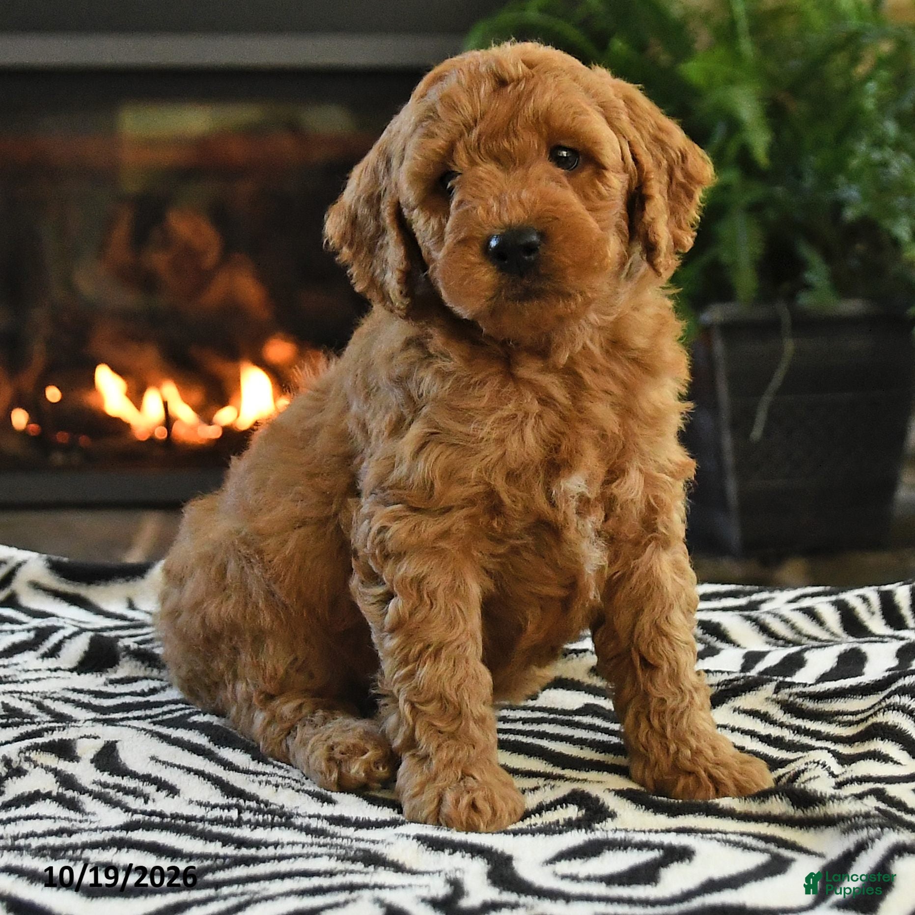 Mini Goldendoodle dogs Lester - Ad 2