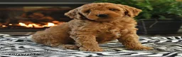 Mini Goldendoodle dogs for sale: Lester - Ad 2