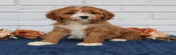 Cavapoo dogs for sale: Abigail  - Ad 2