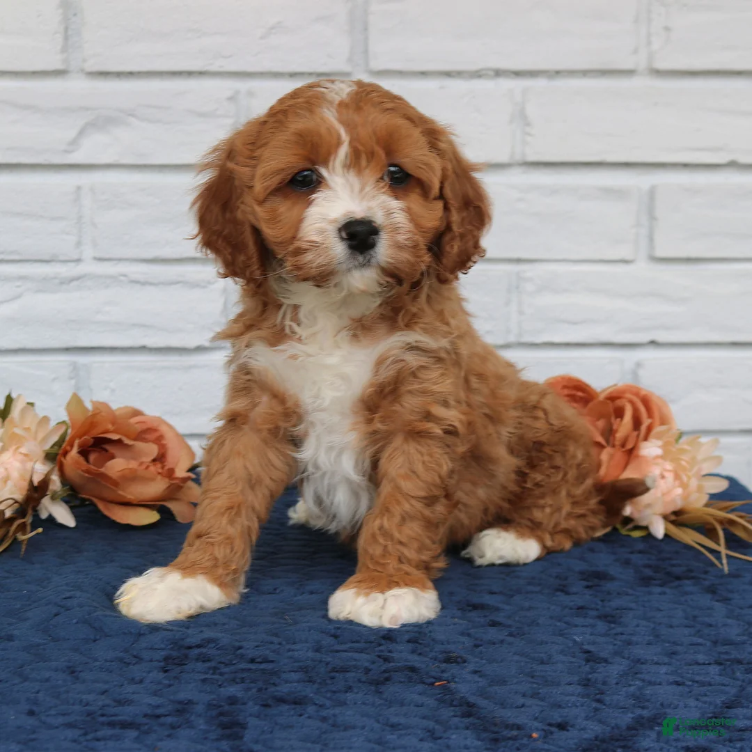 Cavapoo dogs for sale: Abigail  - Ad 2