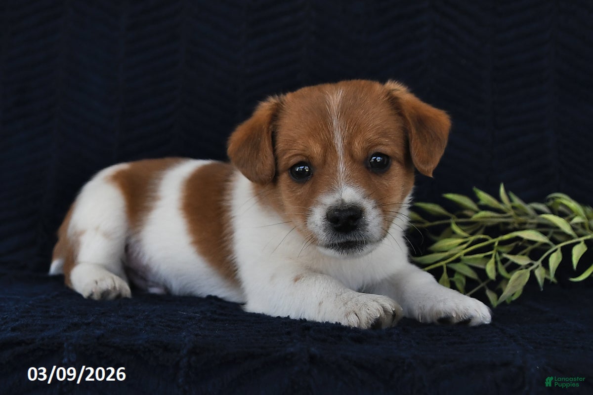 Jack Russell Terrier dogs Winslow - Ad 1