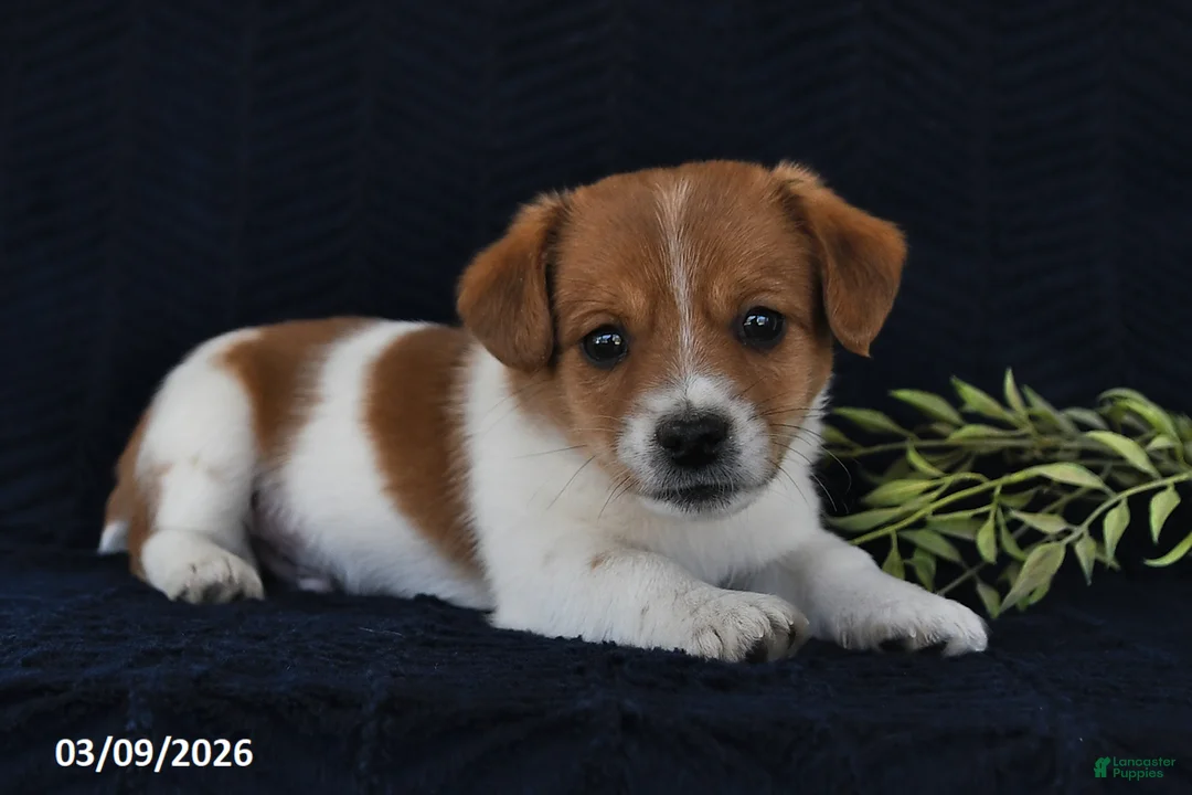 Jack Russell Terrier dogs for sale: Winslow - Ad 1