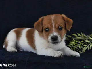 Jack Russell Terrier dogs for sale: Winslow - Ad 1