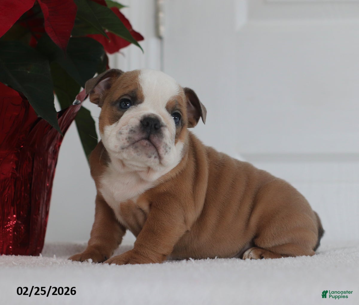 English Bulldog dogs Rex - Ad 1