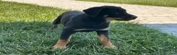 Other breed dogs for sale: Brownie - Ad 1