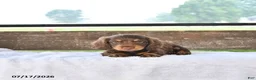 Miniature Dachshund dogs for sale: Prince   - Ad 4