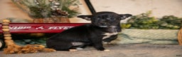 Chihuahua dogs for sale: Midnight - Ad 1