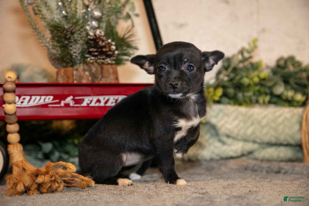 Chihuahua dogs for sale: Midnight - Ad 1