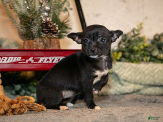 Chihuahua dogs Midnight - Ad 7