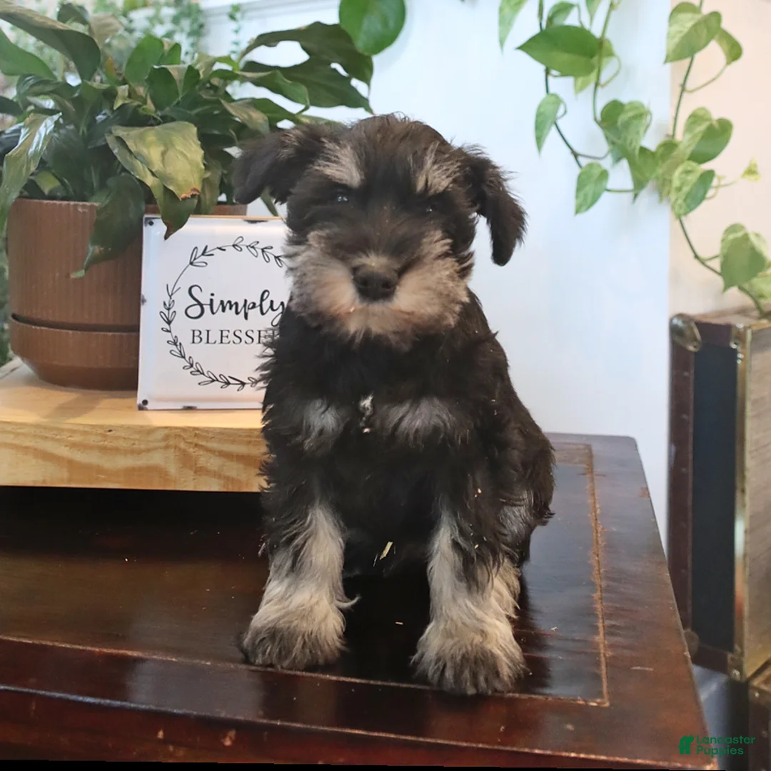 Miniature Schnauzer dogs for sale: Gus - Ad 2