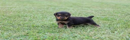 Airedale Terrier dogs for sale: AKC Juke - Ad 7