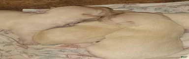 Chihuahua 5