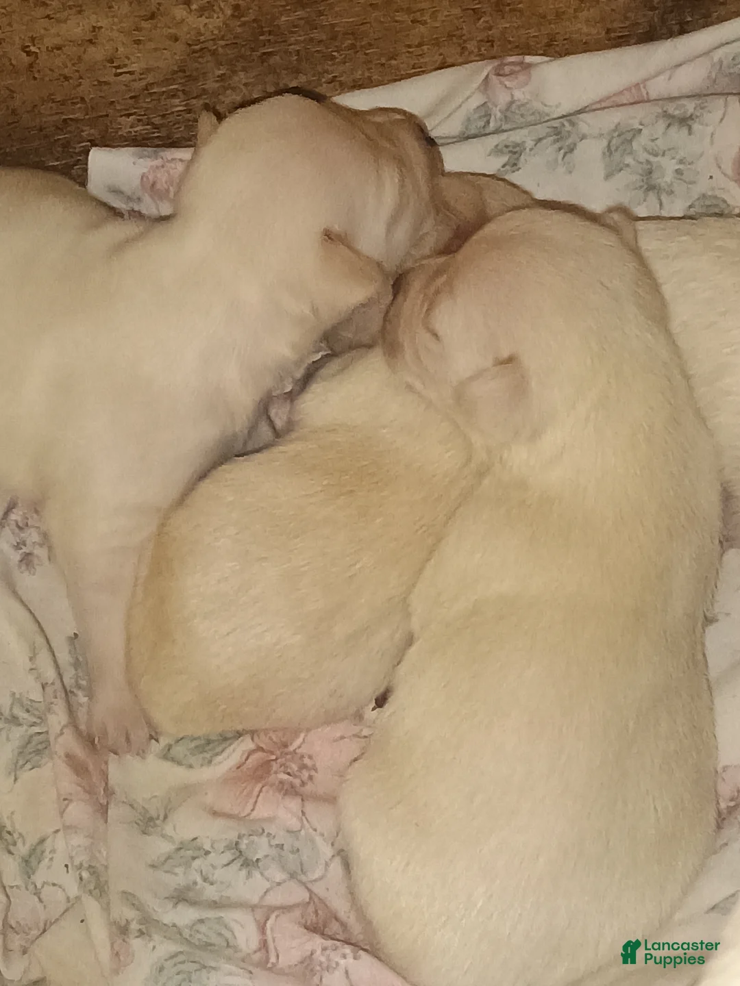 Chihuahua dogs for sale: Chihuahua 5 - Ad 1