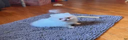 Pomeranian dogs for sale: Pomeranian Puppy 1 - Ad 5