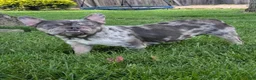 French Bulldog dogs for sale: Zane - Ad 9