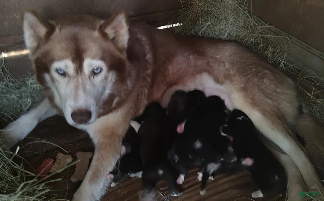 Siberian Husky dogs for sale: Sonya's male 5 - Ad 5