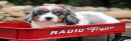 Cavapoo dogs for sale:  Paisley🎀 - Ad 3