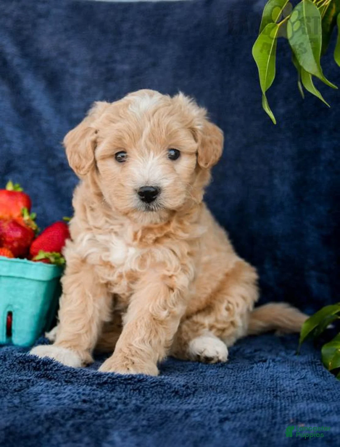 Gallery Image {{count}}