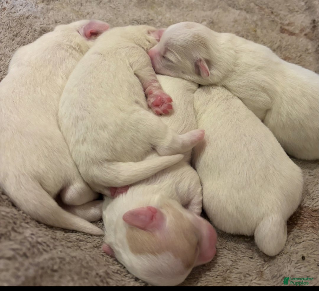 Coton De Tulear dogs for sale: Coton De Tulear Puppy 2 - Ad 6