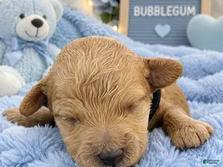 Mini Goldendoodle dogs Bubblegum - Ad 6
