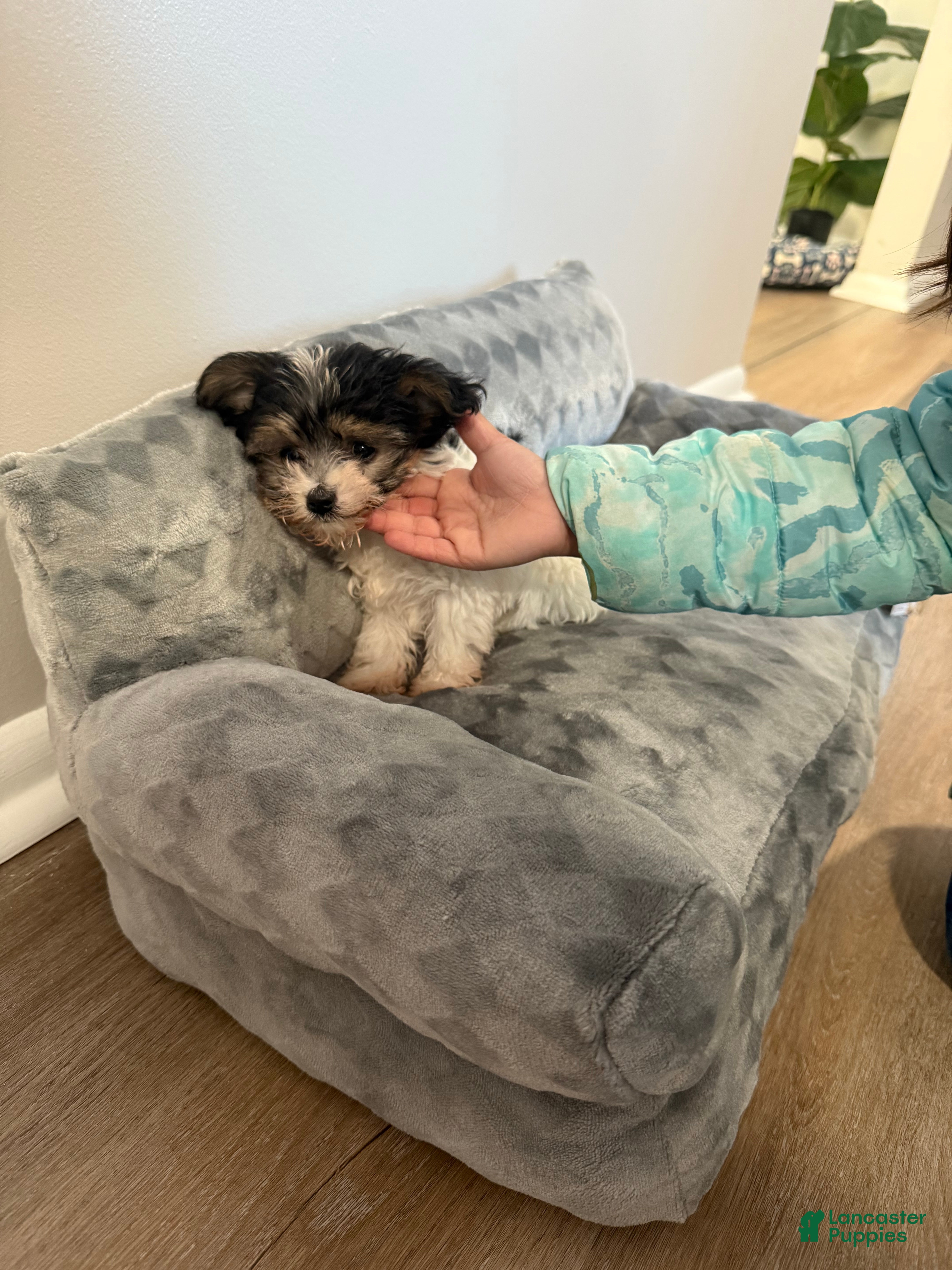 Morkie dogs Morkie Puppy 1 - Ad 8