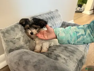 Morkie dogs Morkie Puppy 1 - Ad 8