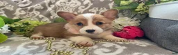 Welsh Corgi Pembroke dogs for sale: Mindy - Ad 6