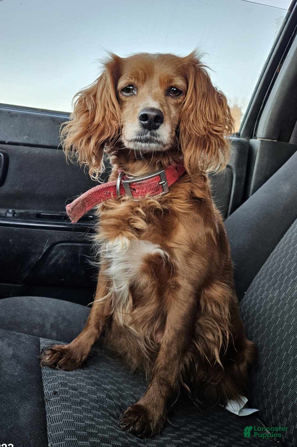 Cockapoo dogs Bonny - Ad 2