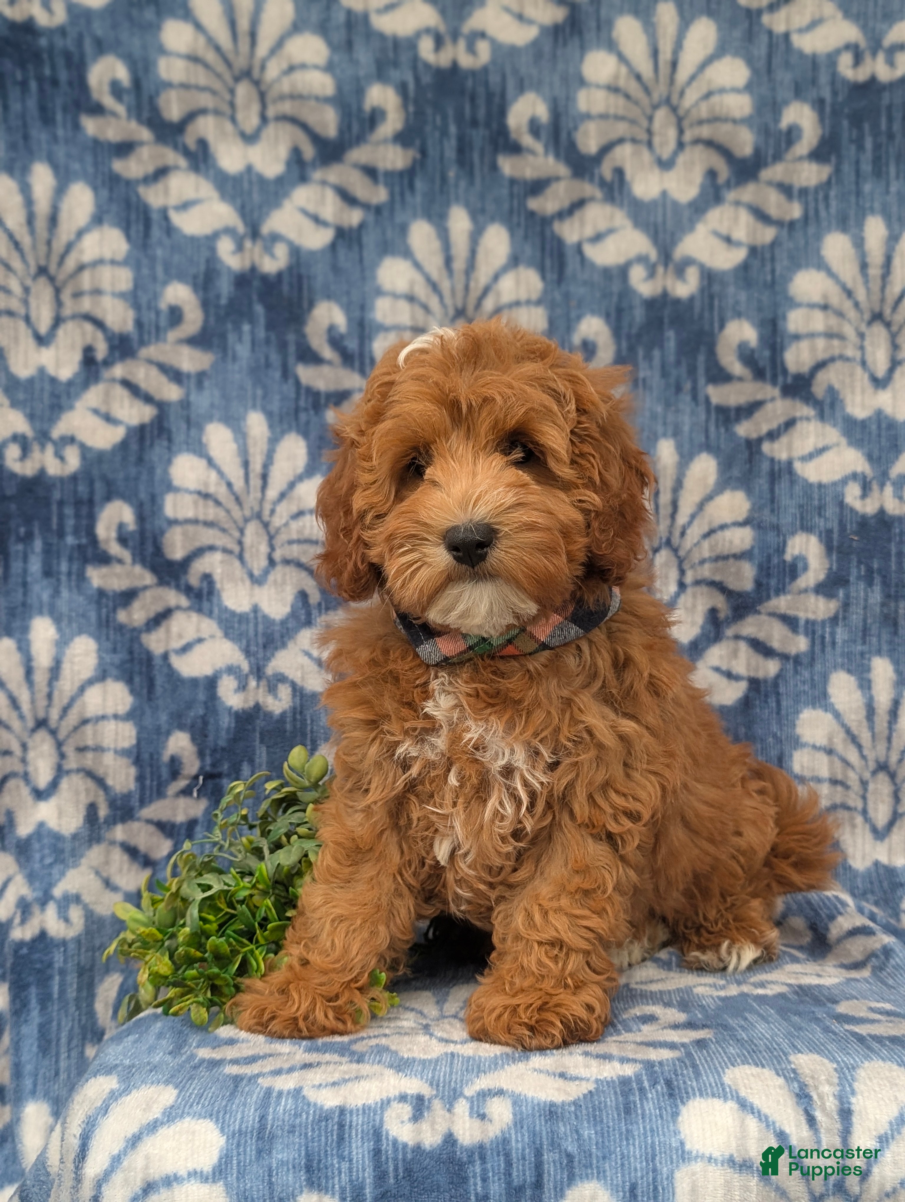 Cavapoo dogs Omar Hypoallergenic - Ad 1