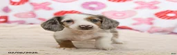 Miniature Dachshund dogs for sale: Oreo - Ad 4