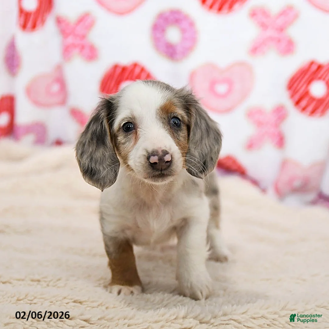 Miniature Dachshund dogs for sale: Oreo - Ad 4