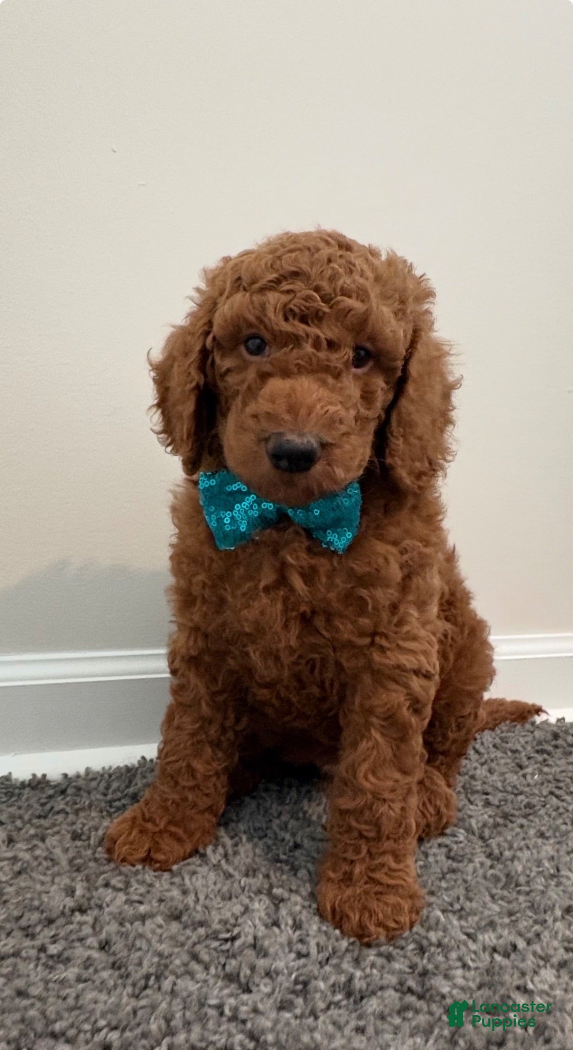 Goldendoodle dogs for sale: Towns  - Ad 1