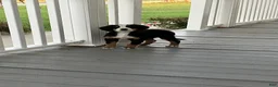 Bernese Mountain Dog dogs for sale: Akc Dan - Ad 5