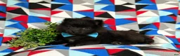 Pomeranian dogs for sale: Malik 9 lbs Full Grown - Ad 6