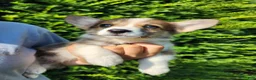 Welsh Corgi Pembroke dogs for sale: Fox - Ad 4