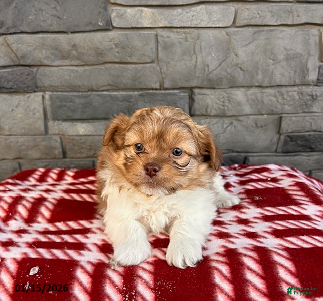 Mixed Breed dogs for sale: Gus - Ad 1